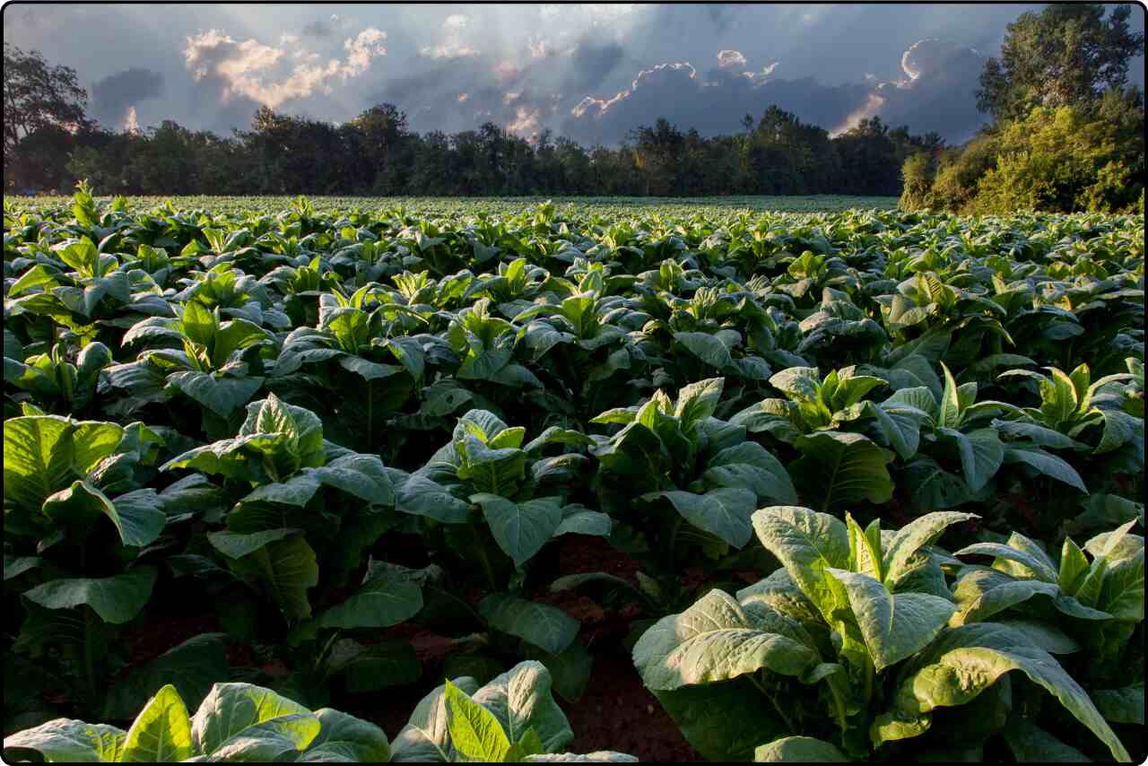 Vast agricultural field in summer, with rows of crops growing lush and green under a clear blue sky.